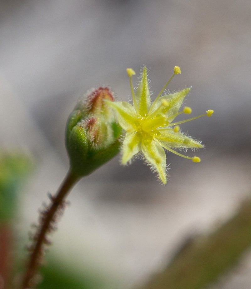 Howell's Buckwheat