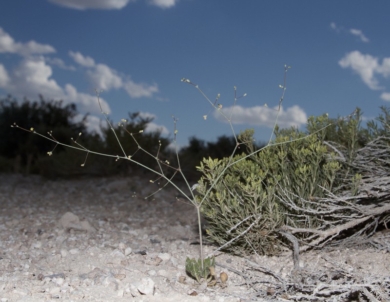 Howell's Buckwheat photo 2
