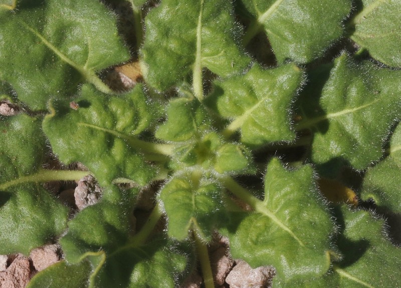 Howell's Buckwheat photo 3