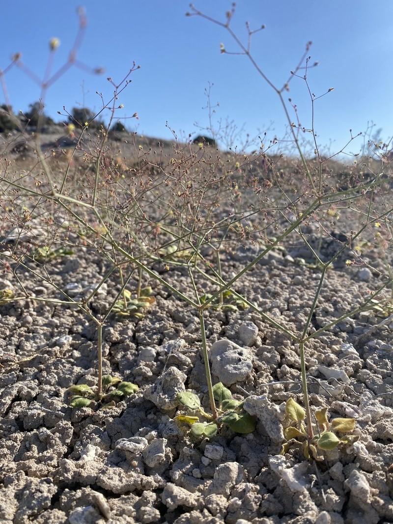 Howell's Buckwheat photo 4