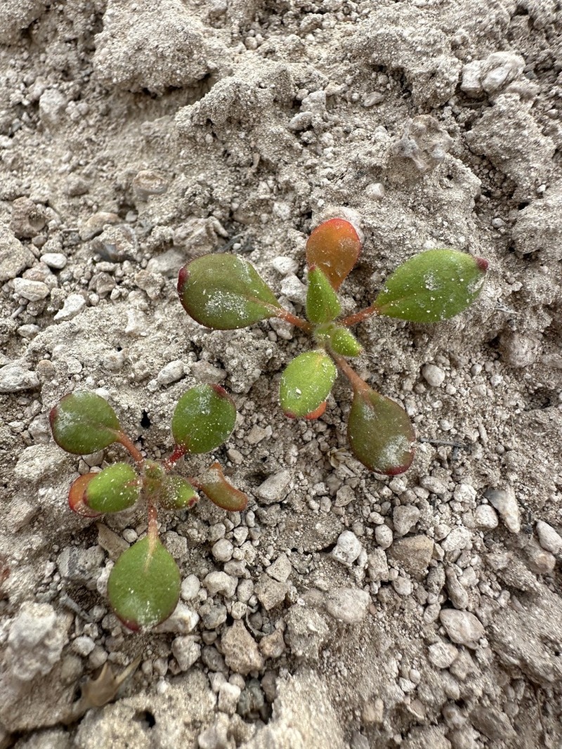 Howell's Buckwheat photo 5