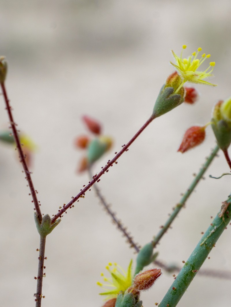 Howell's Buckwheat photo 6