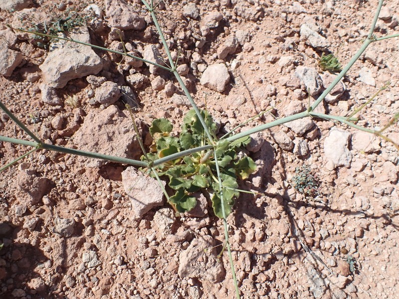 Howell's Buckwheat photo 7