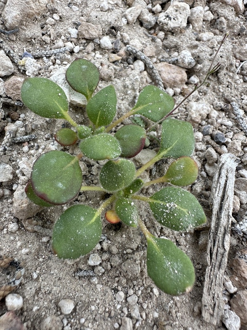Howell's Buckwheat photo 8