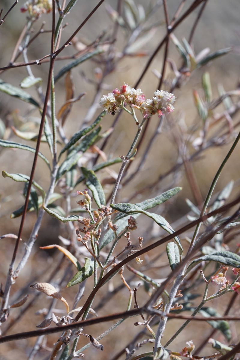 Gate Canyon Buckwheat