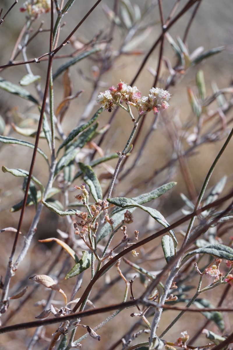 Gate Canyon Buckwheat photo 2