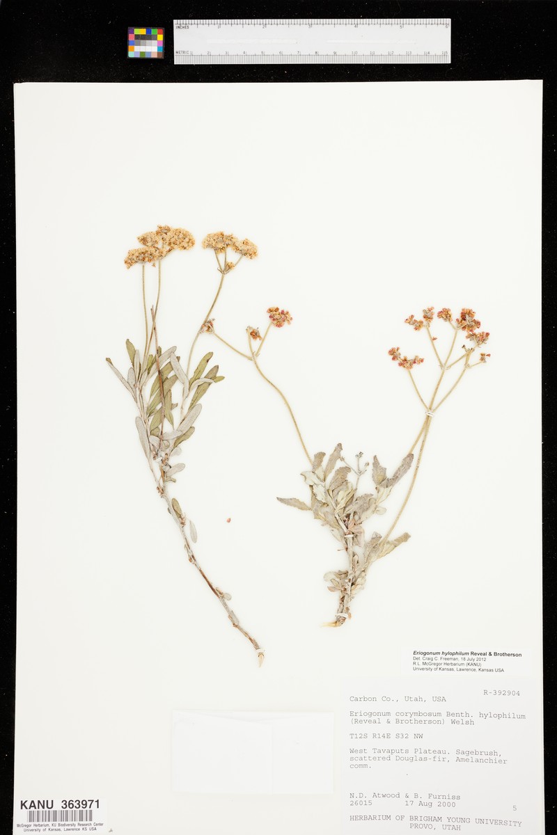 Gate Canyon Buckwheat photo 3