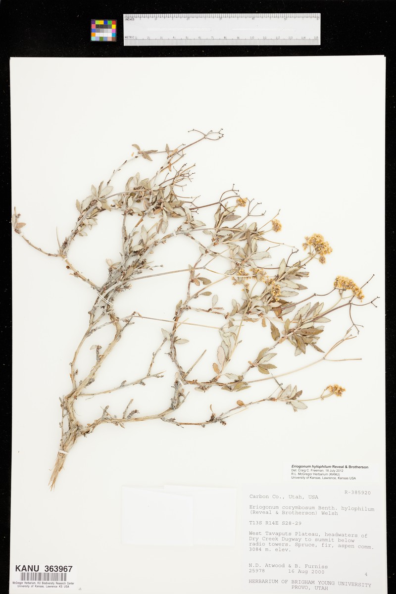 Gate Canyon Buckwheat photo 4
