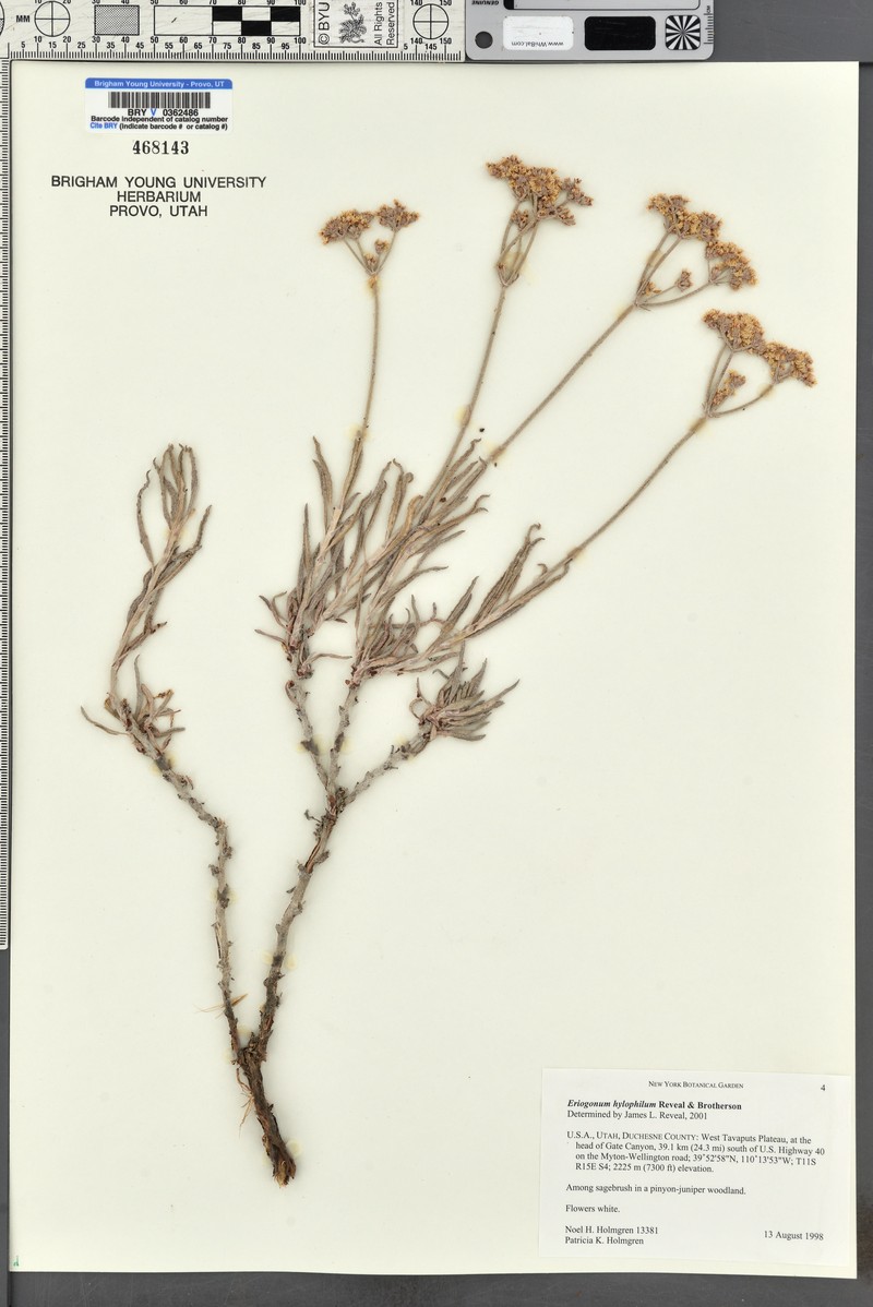 Gate Canyon Buckwheat photo 5