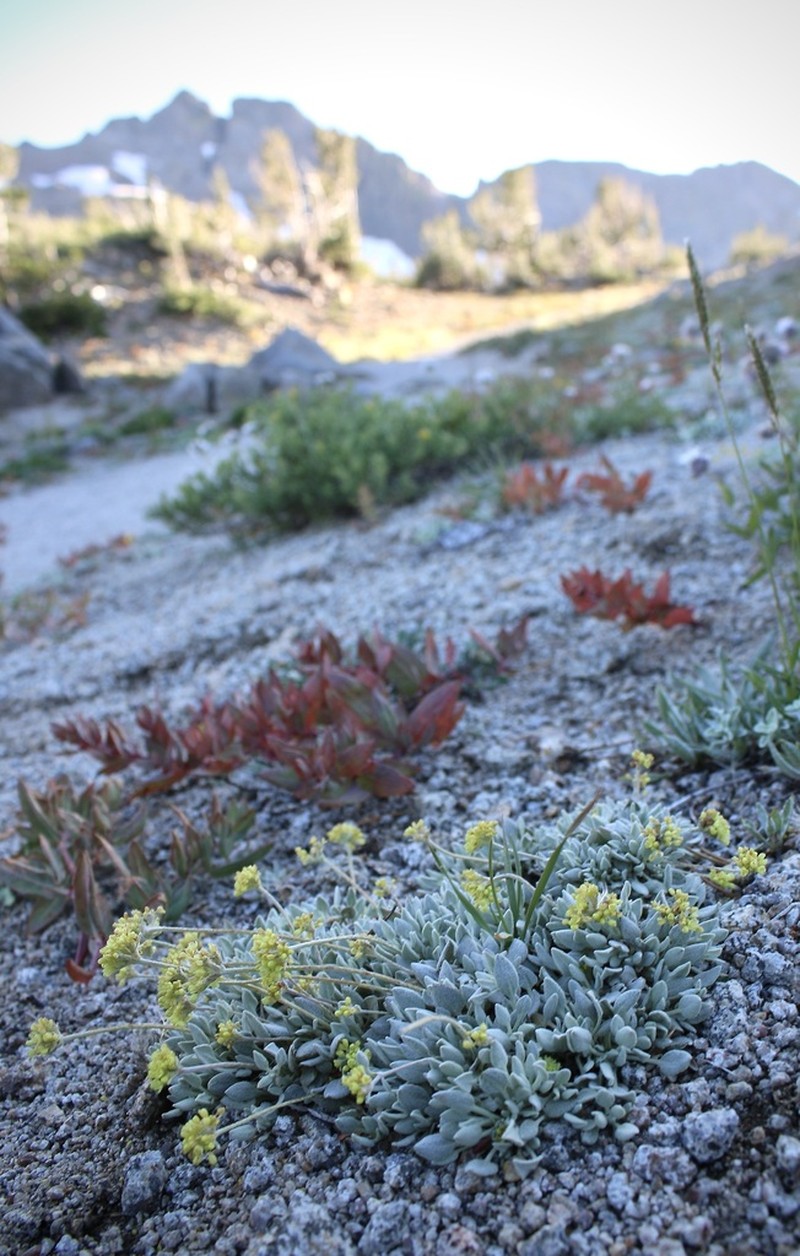 Frosted Buckwheat photo 2