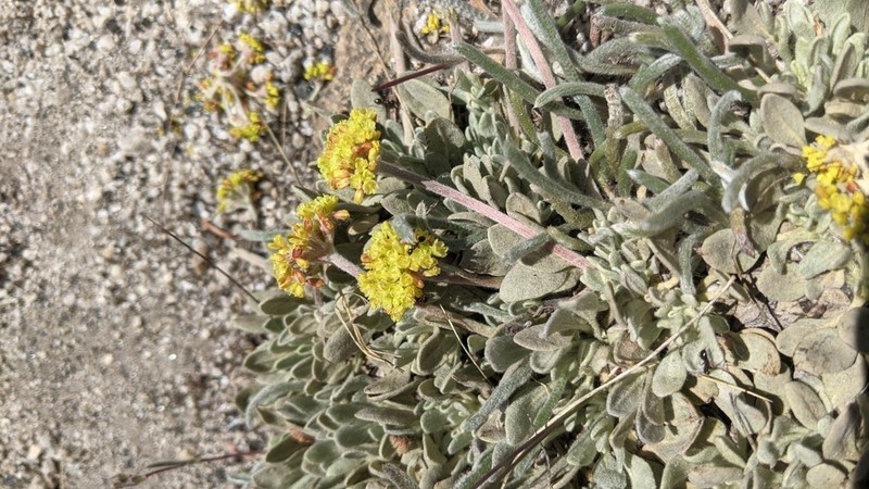 Frosted Buckwheat photo 7