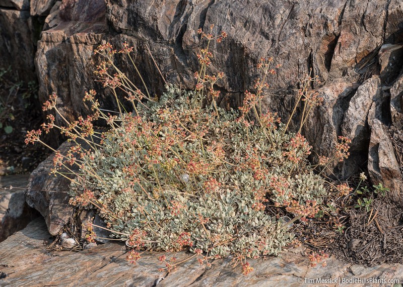 Frosted Buckwheat photo 8