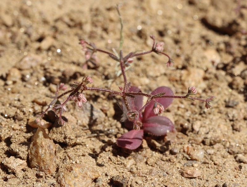Unarmed Buckwheat