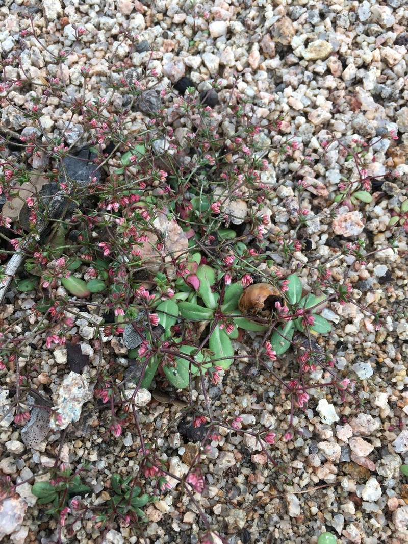 Unarmed Buckwheat photo 2