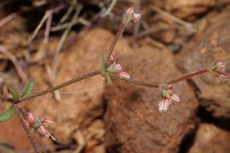 Unarmed Buckwheat photo 4