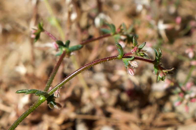Unarmed Buckwheat photo 5