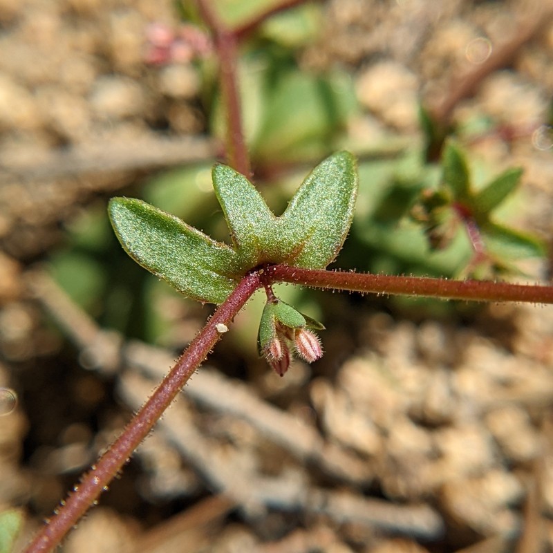Unarmed Buckwheat photo 6