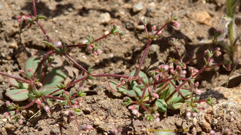 Unarmed Buckwheat photo 7