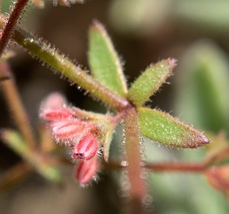 Unarmed Buckwheat photo 8