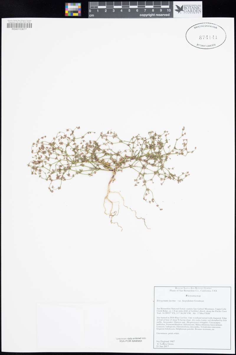 Eriogonum inerme var. hispidulum photo 3