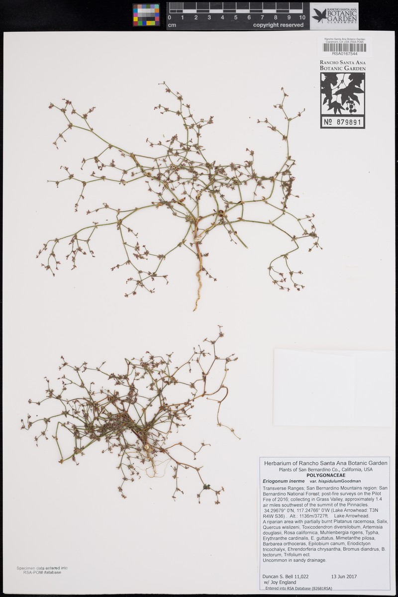 Eriogonum inerme var. hispidulum photo 4