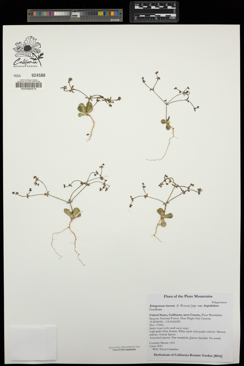 Eriogonum inerme var. hispidulum photo 2