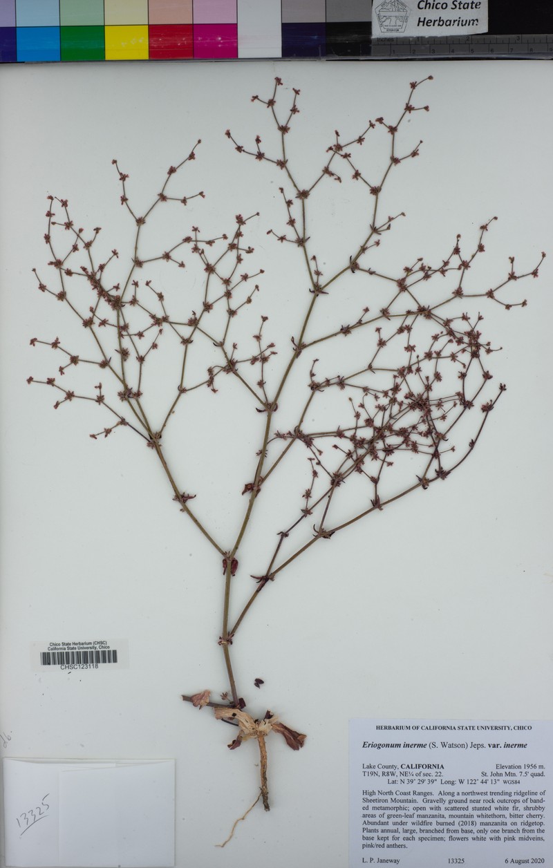 Eriogonum inerme var. inerme photo 2