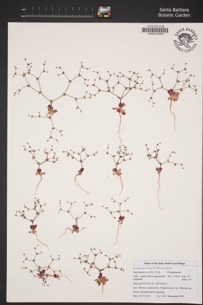 Eriogonum inerme var. inerme photo 3
