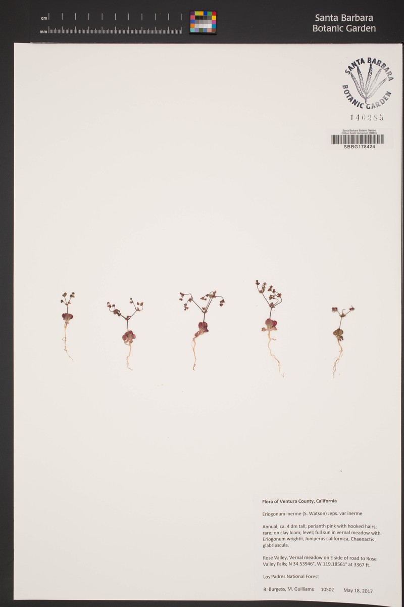 Eriogonum inerme var. inerme photo 4