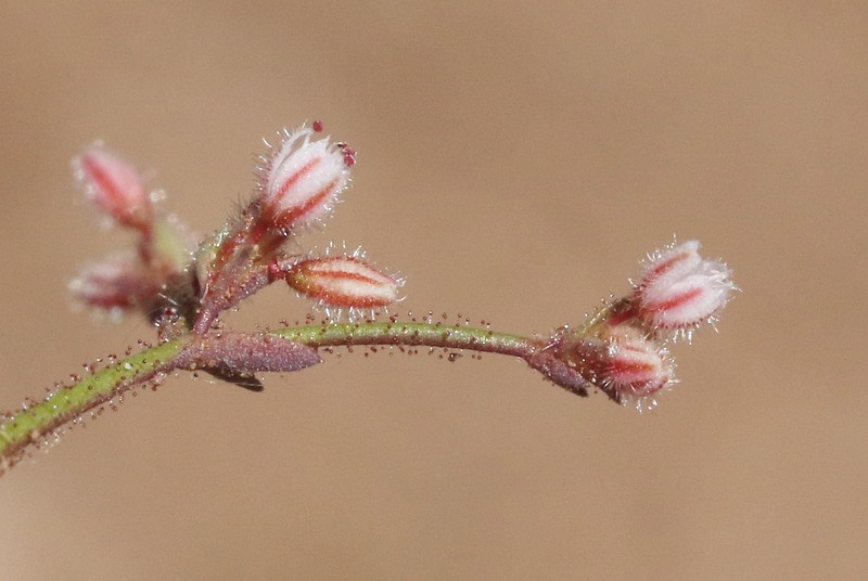 Eriogonum inerme var. inerme