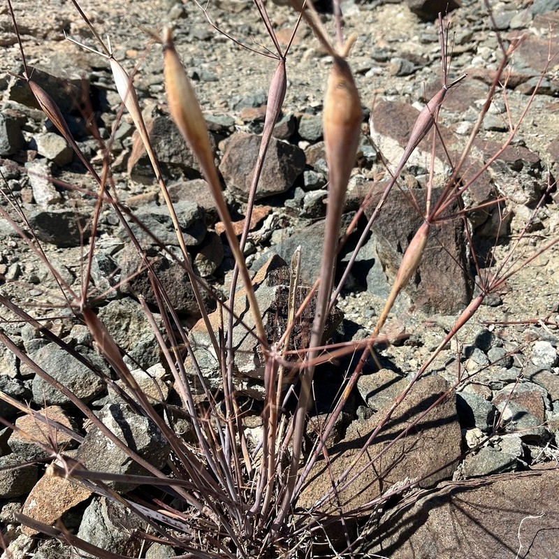 Desert Trumpet