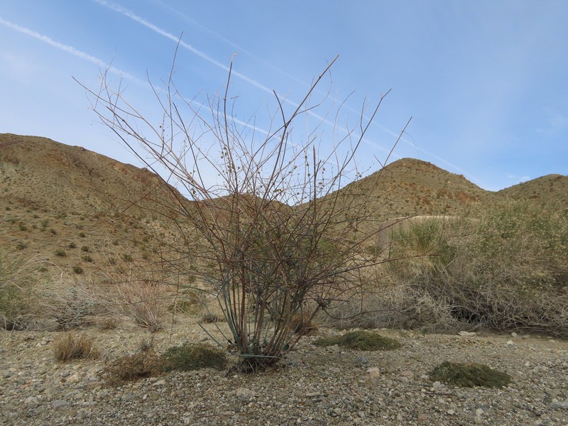 Desert Trumpet photo 3