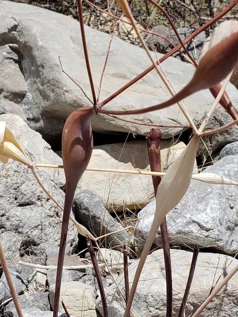 Desert Trumpet photo 4