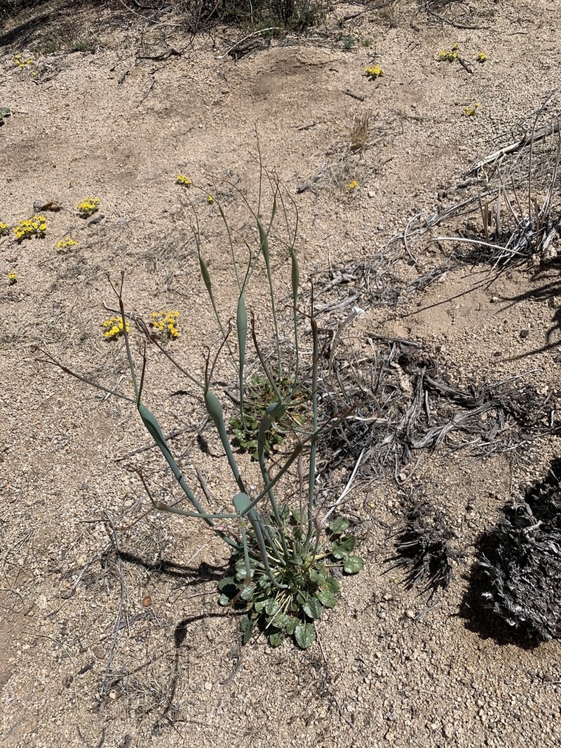 Desert Trumpet photo 5