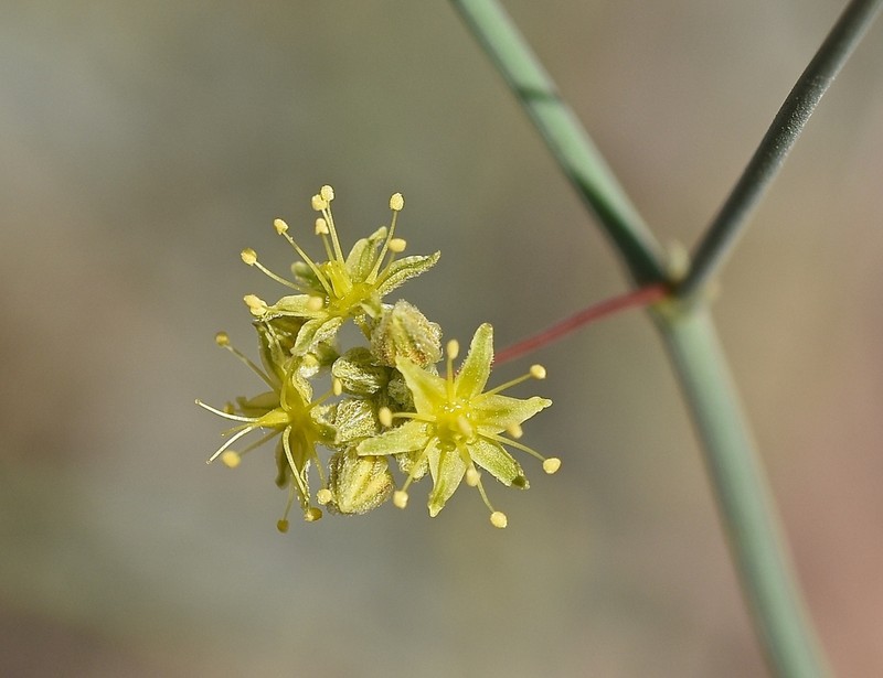 Desert Trumpet photo 6