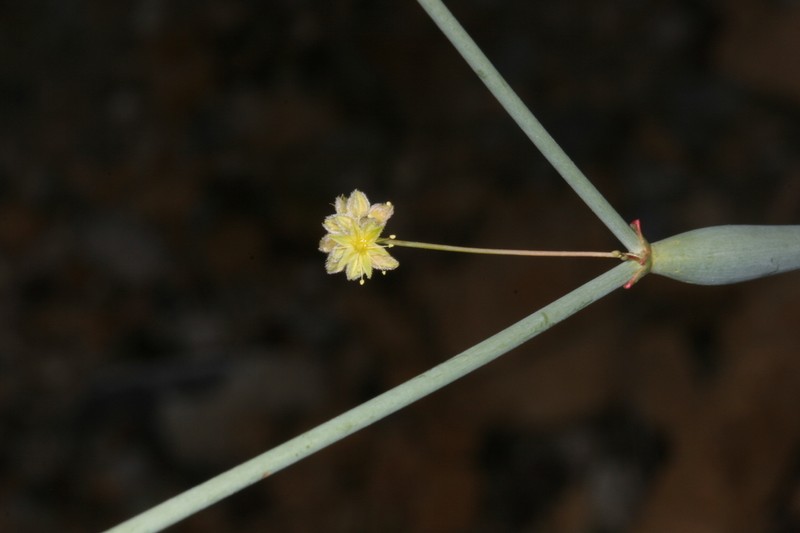 Desert Trumpet photo 7