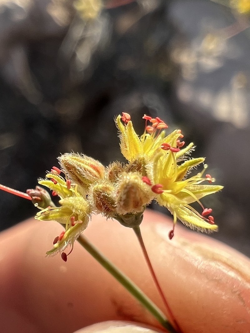 Desert Trumpet photo 8