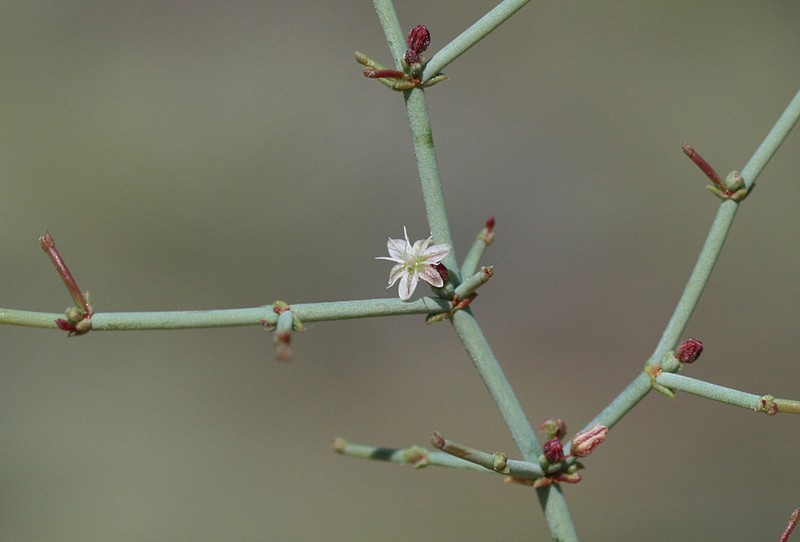 Eriogonum intricatum