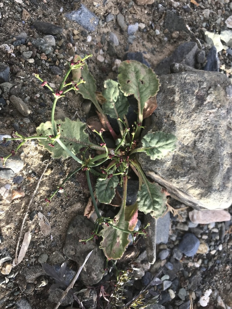 Eriogonum intricatum photo 2