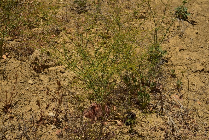 Eriogonum intricatum photo 3