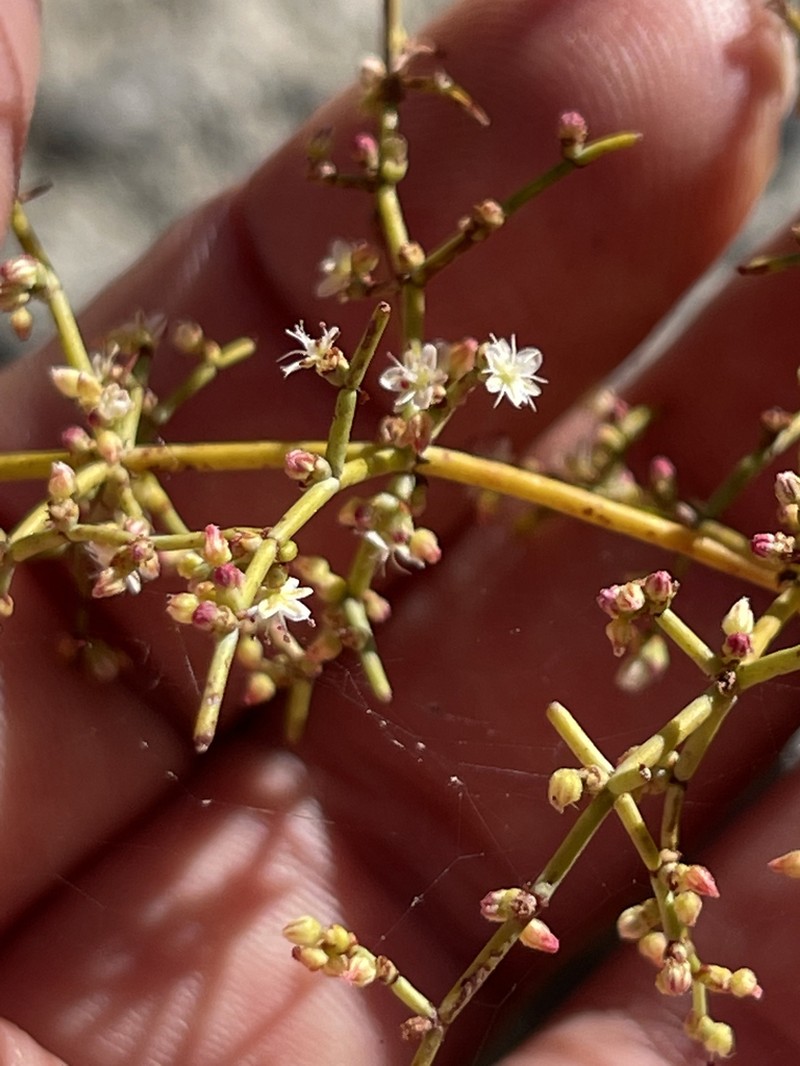 Eriogonum intricatum photo 4