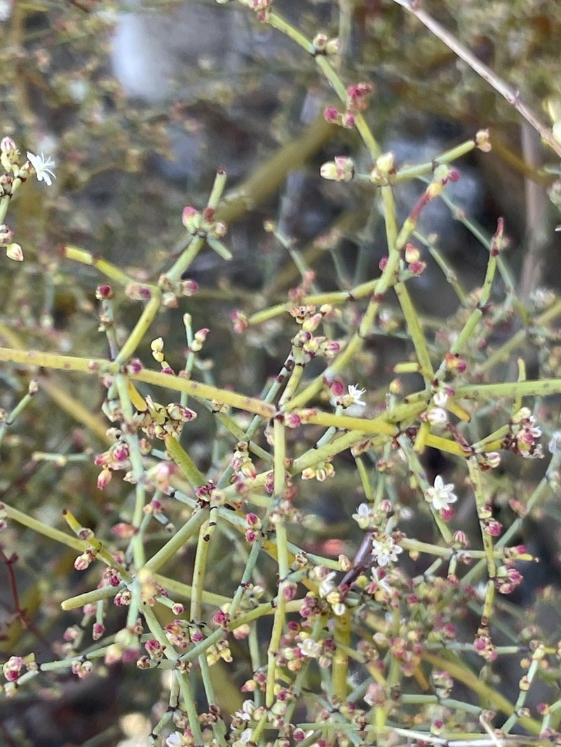 Eriogonum intricatum photo 5