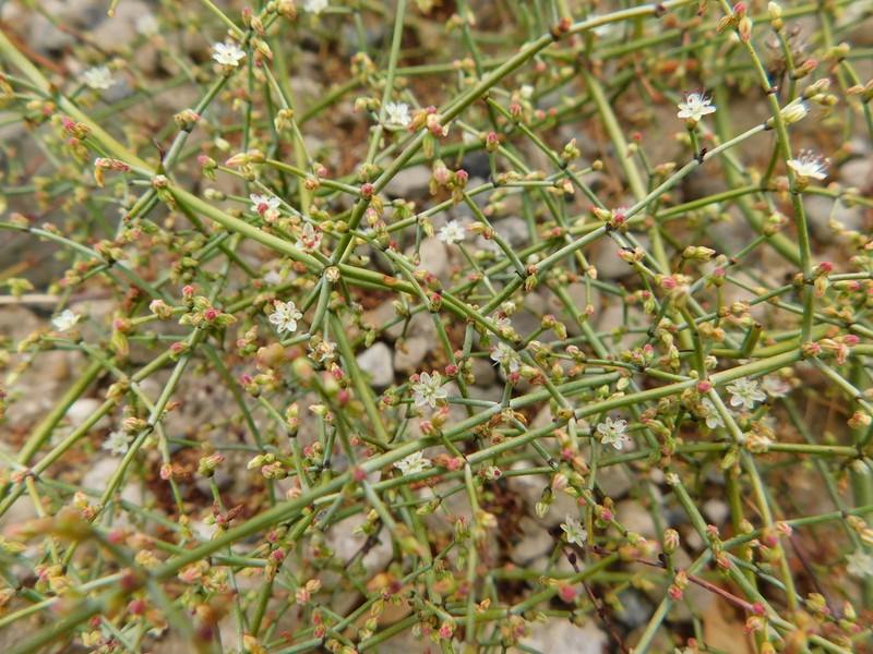 Eriogonum intricatum photo 6