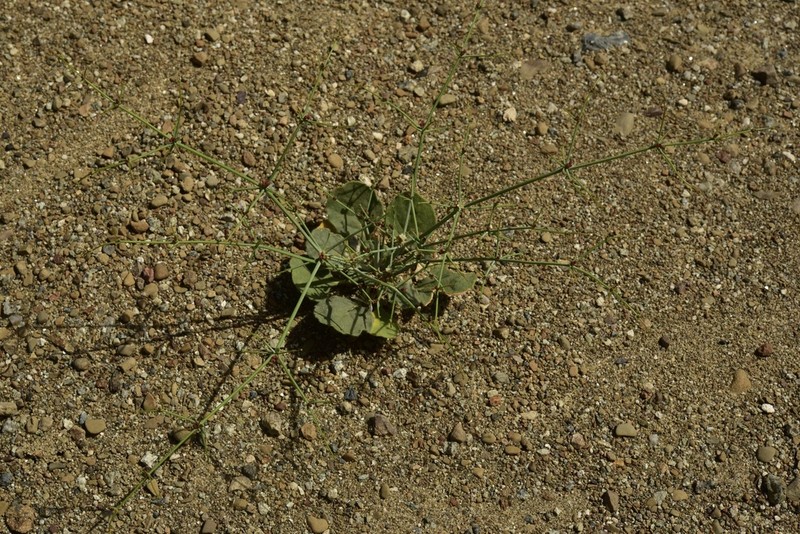 Eriogonum intricatum photo 7