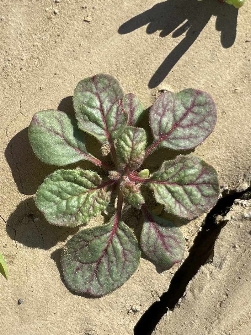 Eriogonum intricatum photo 8