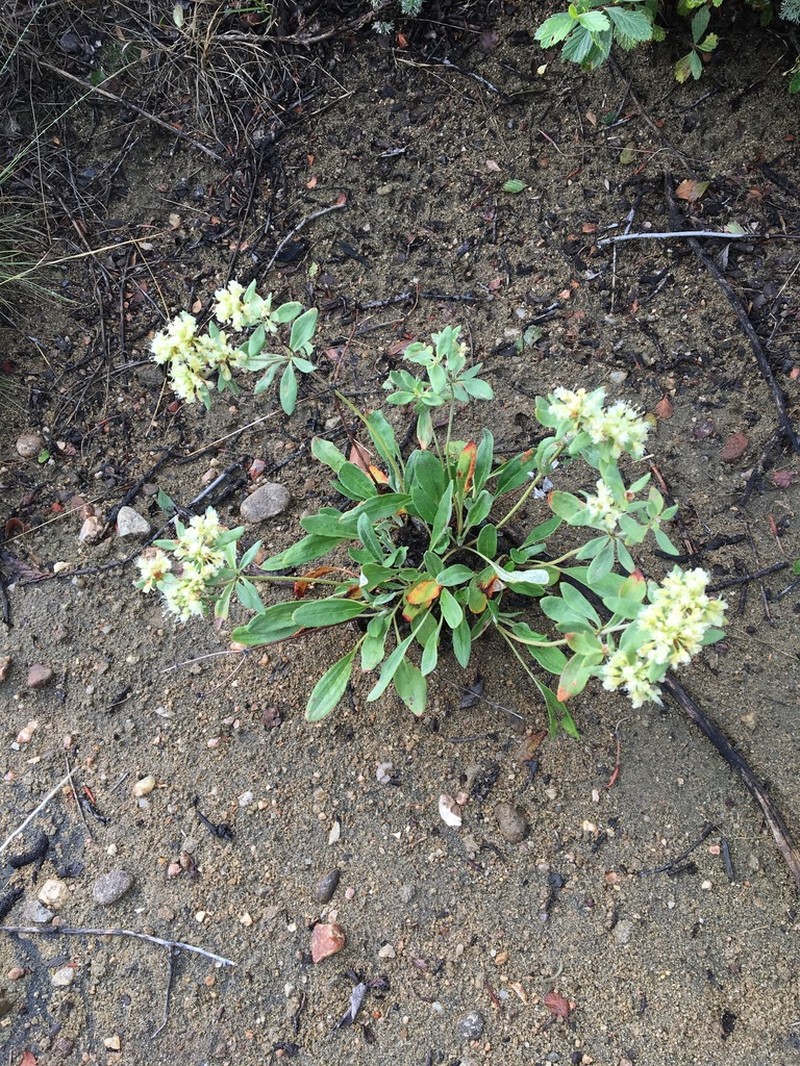 James' Buckwheat photo 2