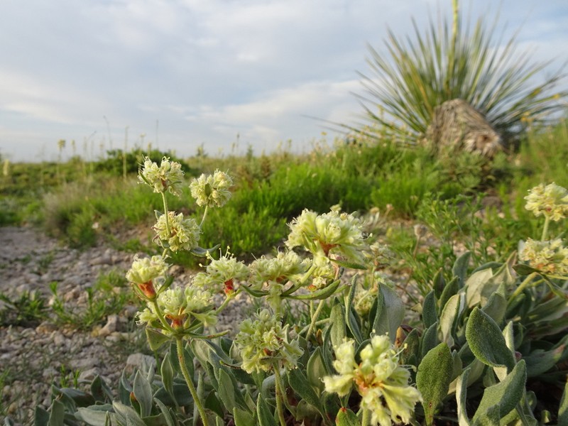 James' Buckwheat photo 3