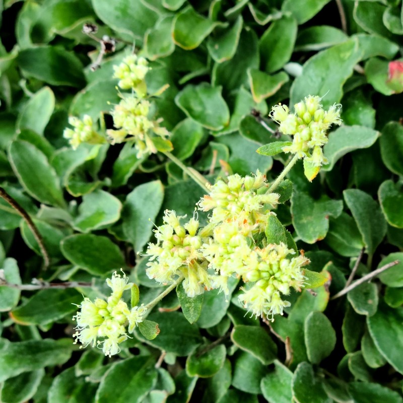 James' Buckwheat photo 4