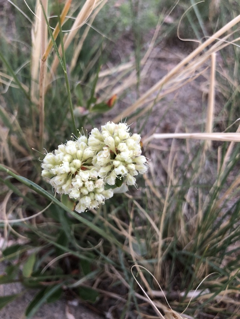 James' Buckwheat photo 5