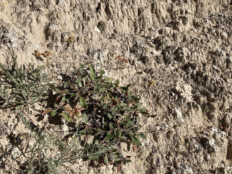 James' Buckwheat photo 6